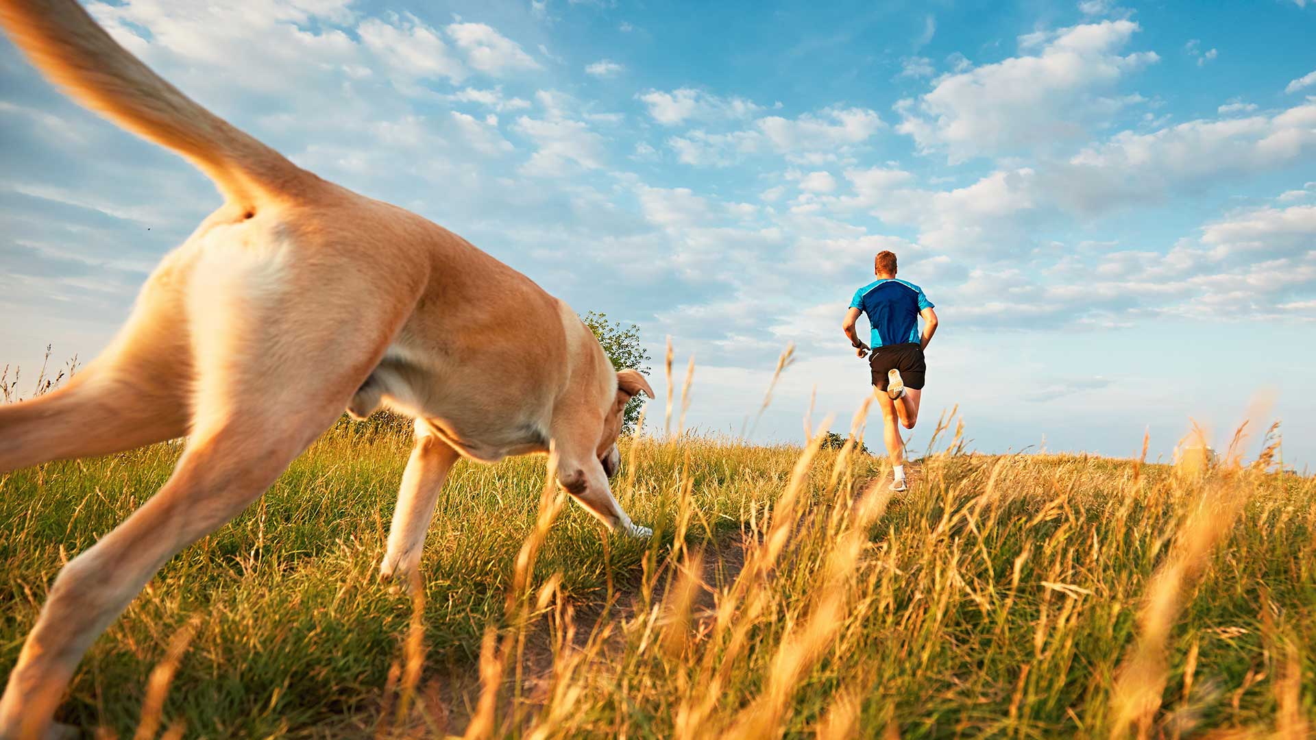 Runner and dog moving through an open grassy park.